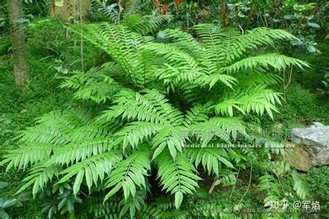 陰性植物|阴生植物